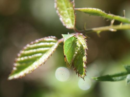 Réf. 246 047 : Stictocephala bisonia